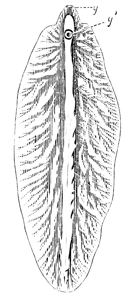 PSM V23 D761 The liver fluke fasciola hepatica