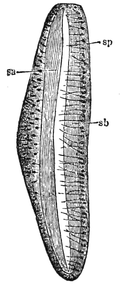 PSM V39 D698 Tone apparatus of the cicada