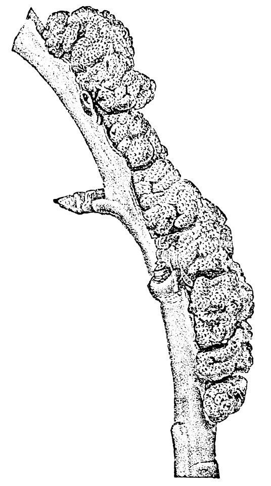 PSM V26 D637 A black knot