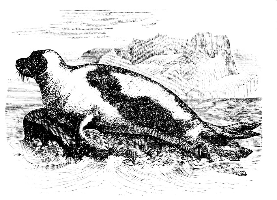 PSM V34 D345 The greenland or harp seal phoca groenlandica