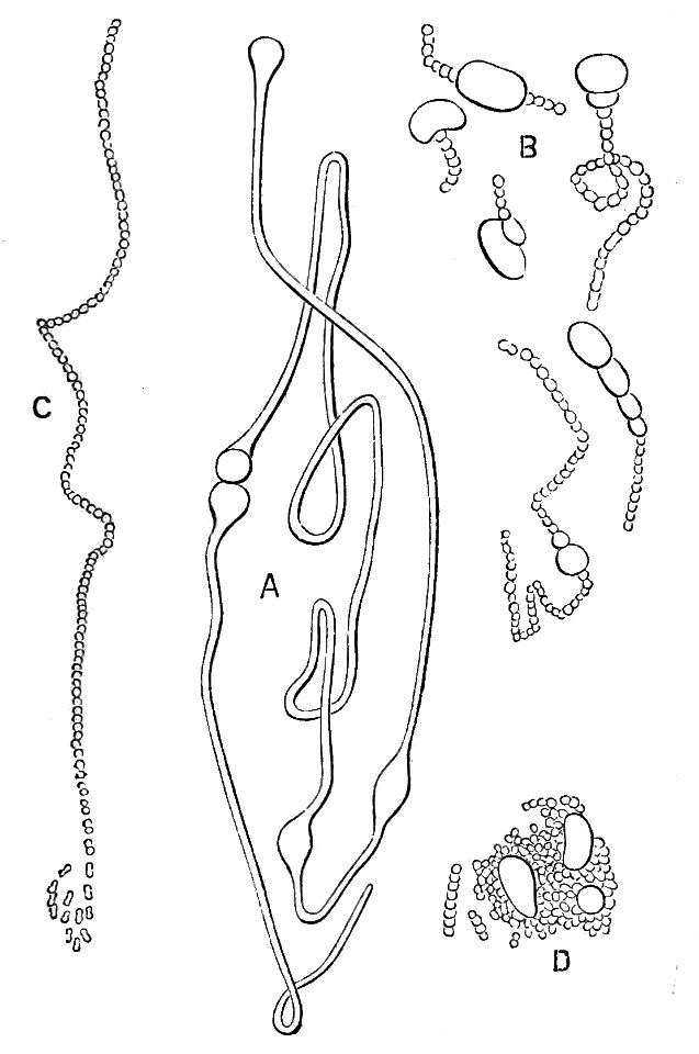 PSM V23 D045 Micrococcus bacilliformis