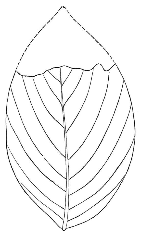 PSM V23 D659 Cornus rhamnifolia