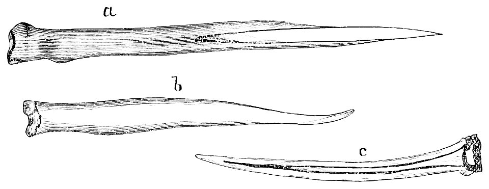 PSM V22 D466 Bone harpoon tips and sewing needles of the inuit