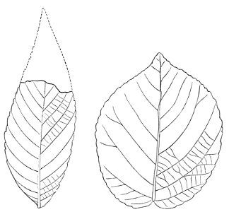 PSM V23 D655 Juglans woodiana and corylus grandifolia
