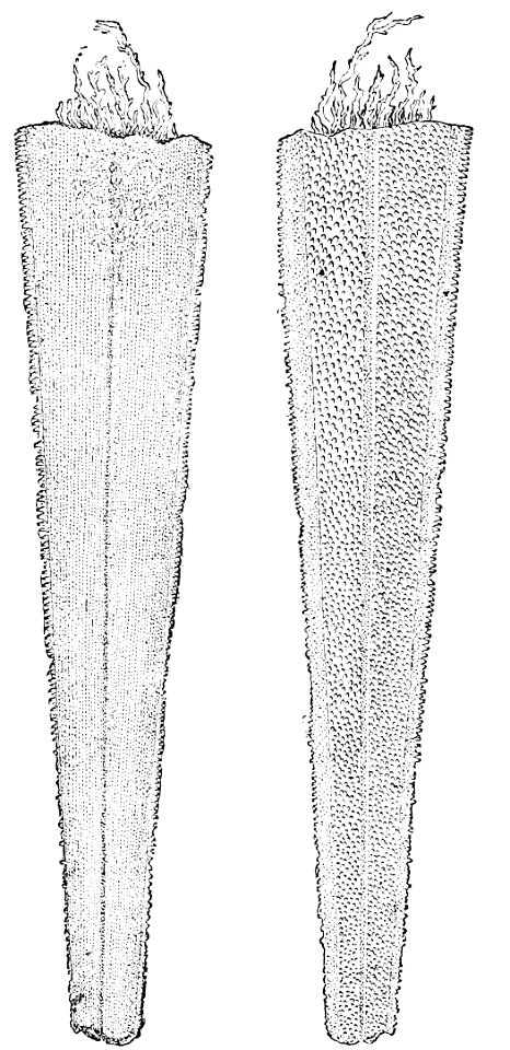 PSM V26 D354 Sword of young swordfish