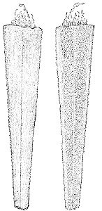 PSM V26 D354 Sword of young swordfish