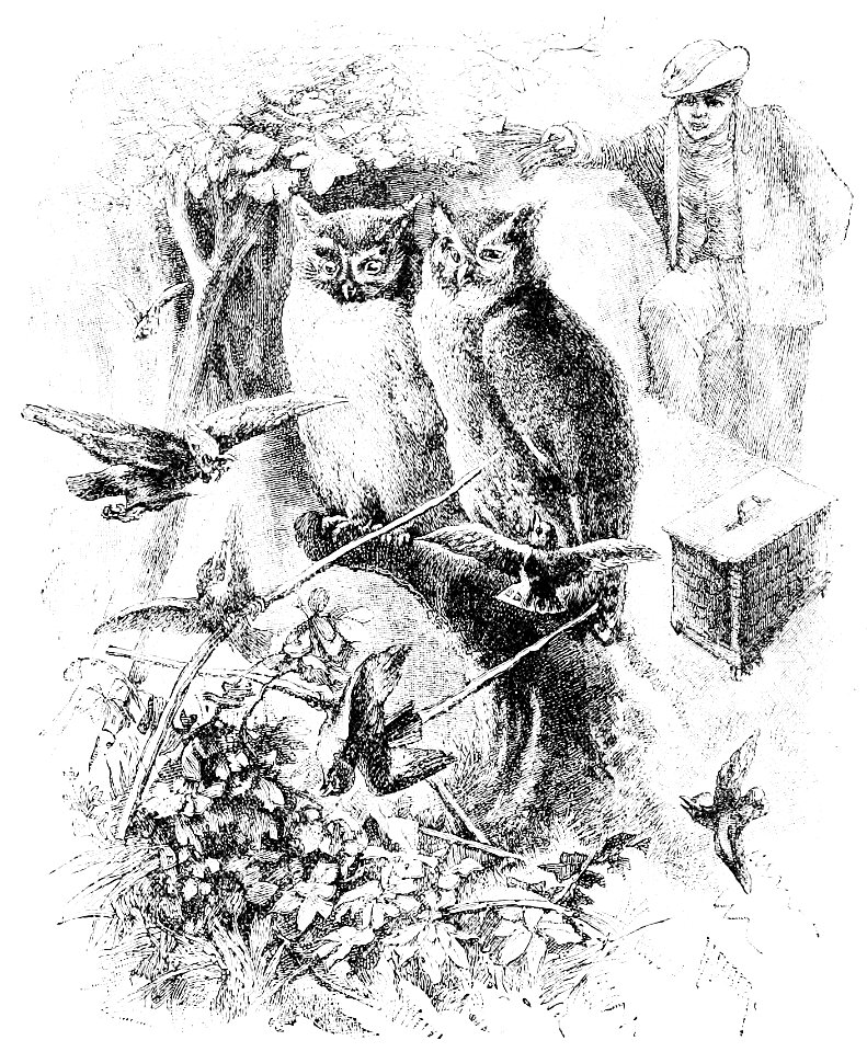 PSM V22 D624 Decoy owls