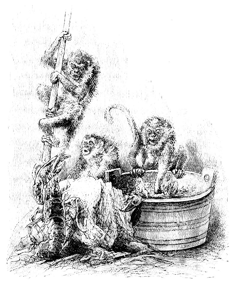 PSM V22 D613 Martyrs to free inquiry antics of wild monkeys