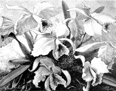 PSM V36 D375 Orchids