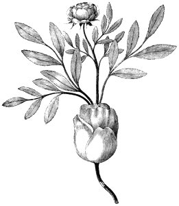 PSM V42 D336 Proliferous roses