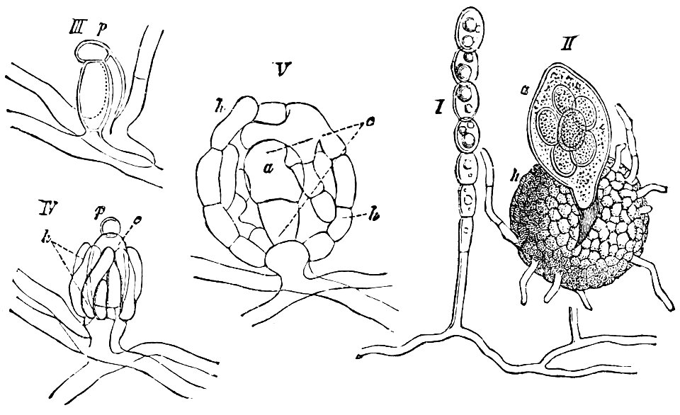 PSM V26 D635 Spore formation of white mildews