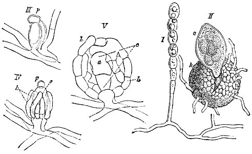 PSM V26 D635 Spore formation of white mildews