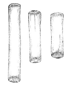 PSM V22 D463 Shaped and polished prehistoric animal bones