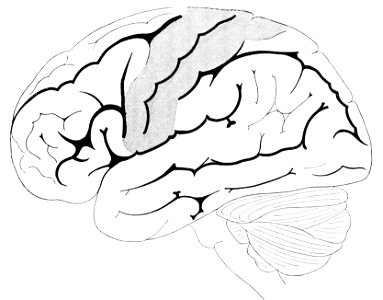 PSM V42 D021 Outer surface of the cerebellum