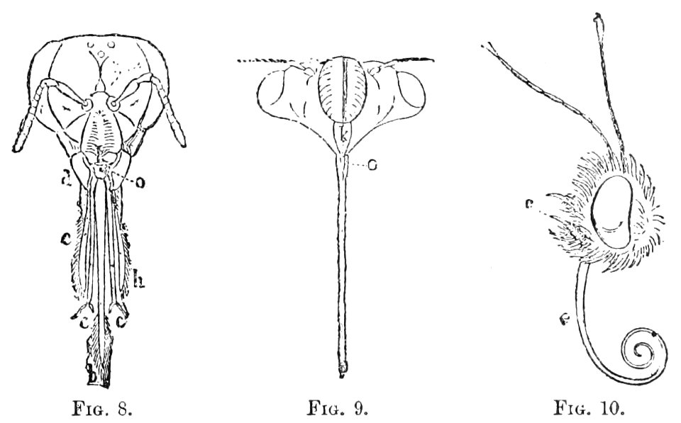 PSM V39 D241 Insect body parts