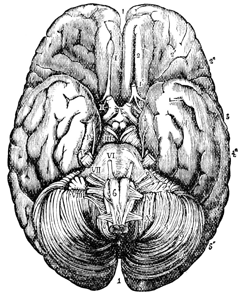 PSM V26 D758 Under surface of the human brain