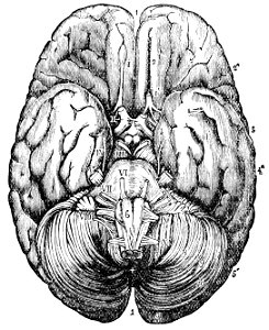 PSM V26 D758 Under surface of the human brain