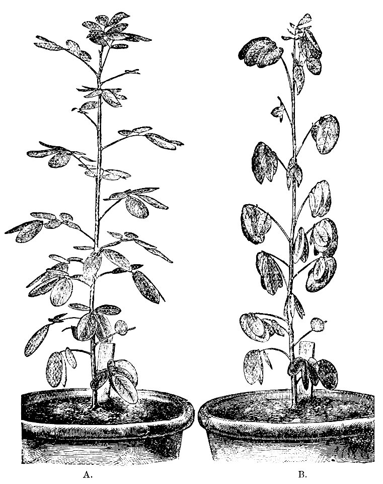 PSM V18 D525 Cassia corymbosa in diurnal and nocturnal state