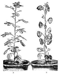 PSM V18 D525 Cassia corymbosa in diurnal and nocturnal state