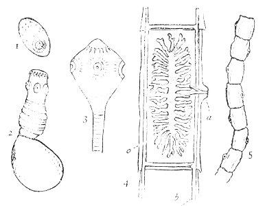 PSM V16 D664 Morphology of tape worm