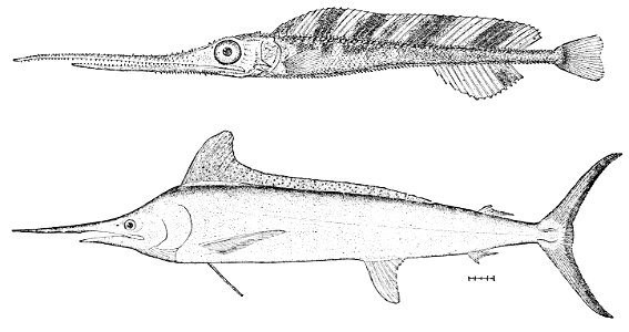PSM V26 D356 Young swordfish and western atlantic spearfish tetrapturus albidus
