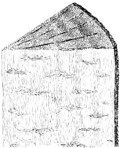 PSM V32 D810 Nematophyton logani restoration