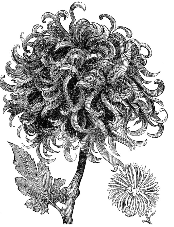 PSM V36 D549 Large chrysanthemums