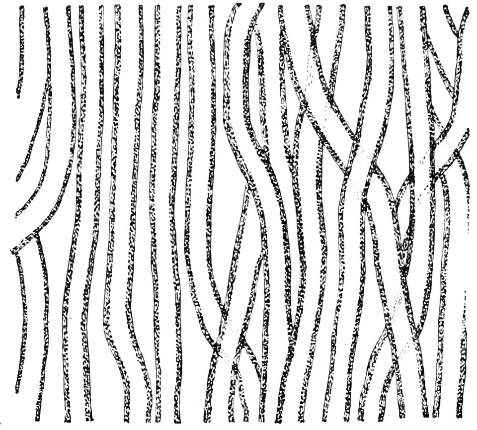 PSM V32 D813 Vertical section of a Nematophyton logani