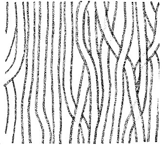 PSM V32 D813 Vertical section of a Nematophyton logani