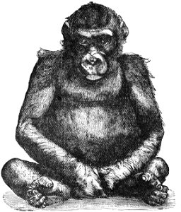 PSM V28 D762 Young male gorilla from the berlin specimen 1876 77