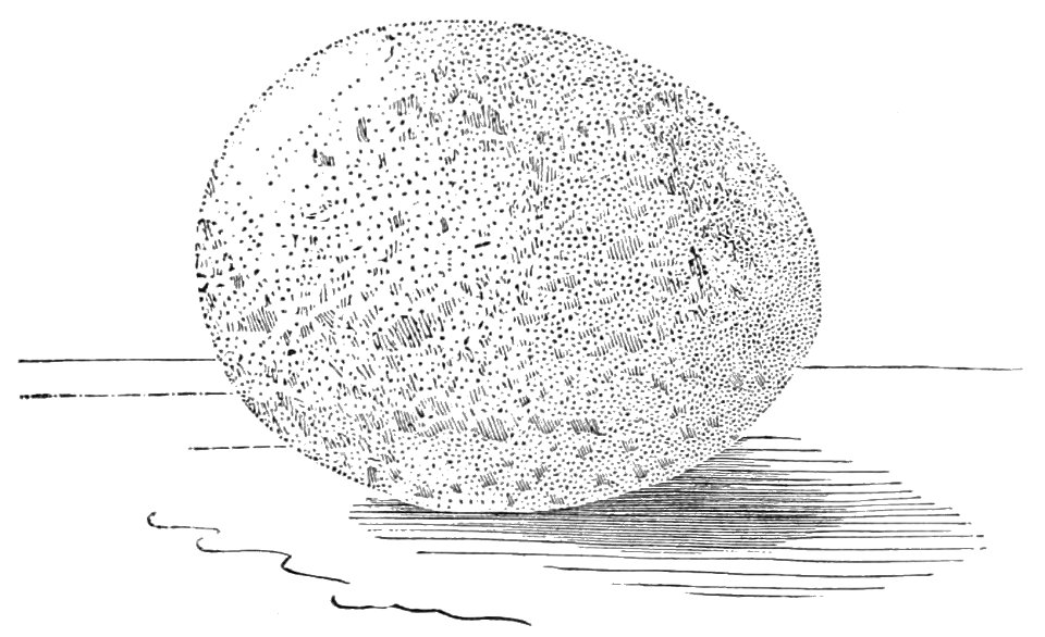 PSM V32 D335 Egg of the yellow billed tropic bird