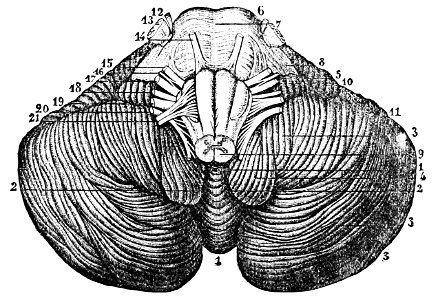 PSM V26 D761 Inferior surface of the cerebellum
