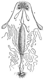 PSM V39 D248 Digestive apparatus of a sucking insect