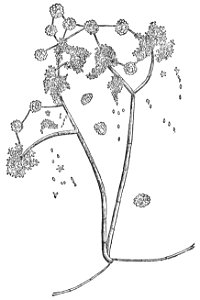 PSM V39 D085 Polyactis overrun by baryeidamia parasitica