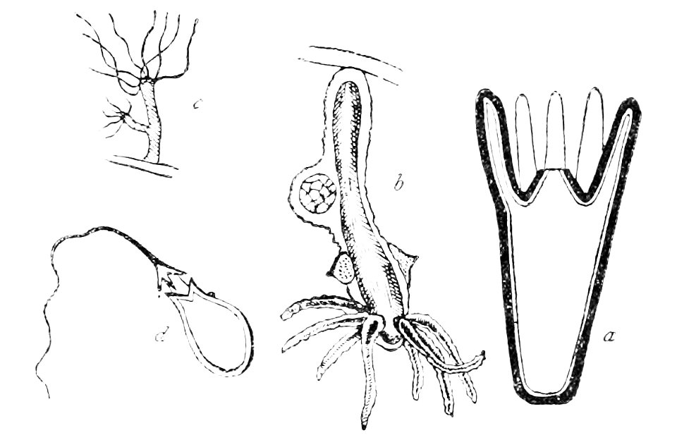 PSM V16 D657 Hydra vulgaris