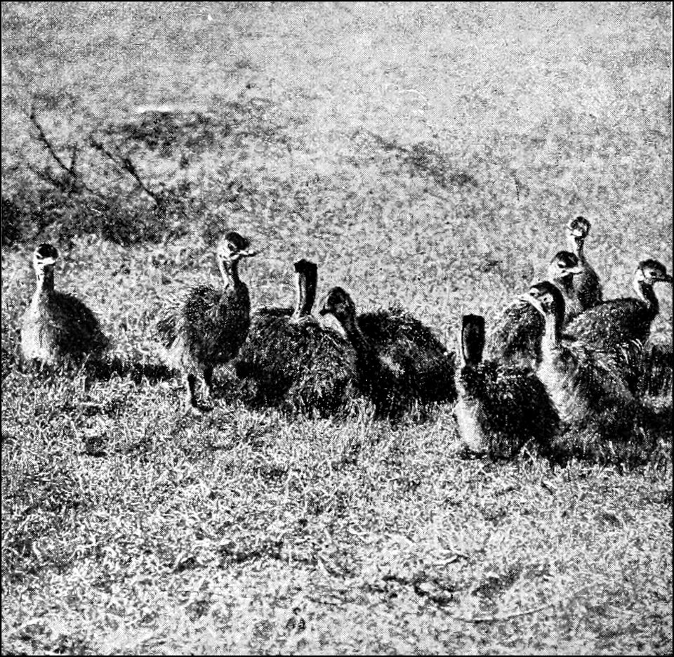 PSM V39 D802 Ostrich chicks