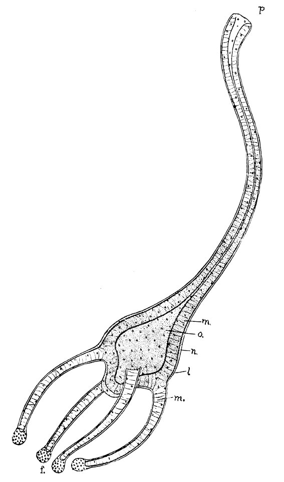 PSM V33 D761 Hatched hydra of the cunina octonaria