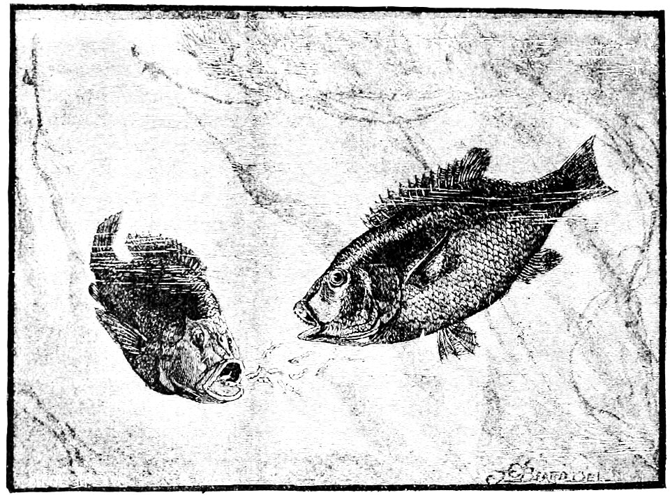 PSM V32 D798 The ophiocephalus and its brood