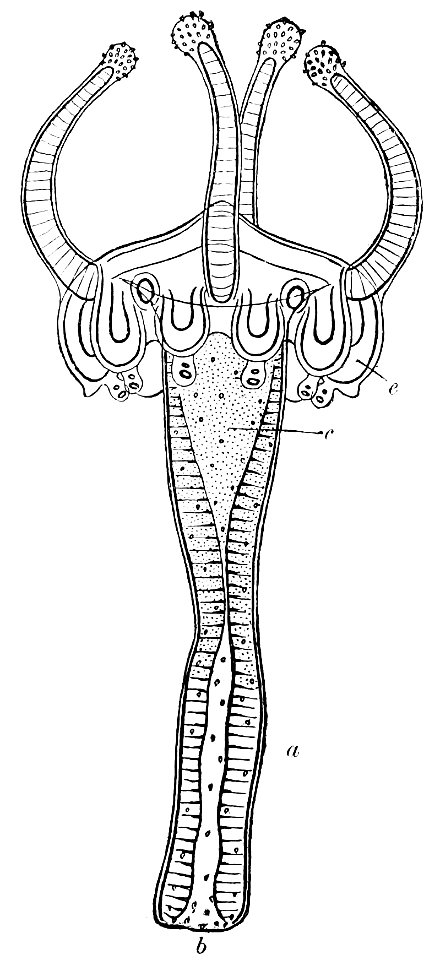 PSM V33 D764 Cunocantha parasitica