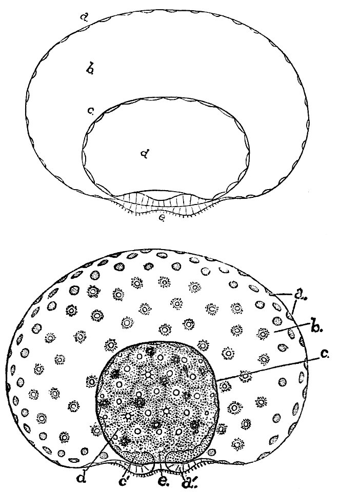PSM V33 D603 Larva of liriope