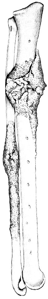 PSM V42 D702 Left ulna and radius of the turkey vulture