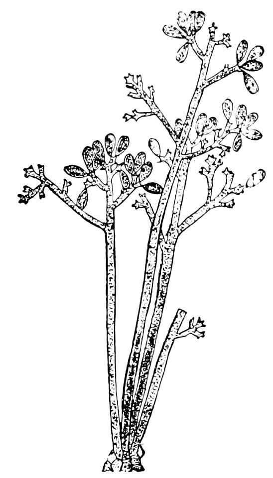 PSM V42 D663 Fruiting branches