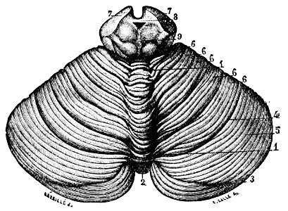 PSM V26 D760 Upper surface of the cerebellum