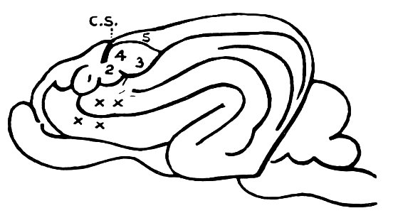 PSM V42 D780 Dog brain diagram