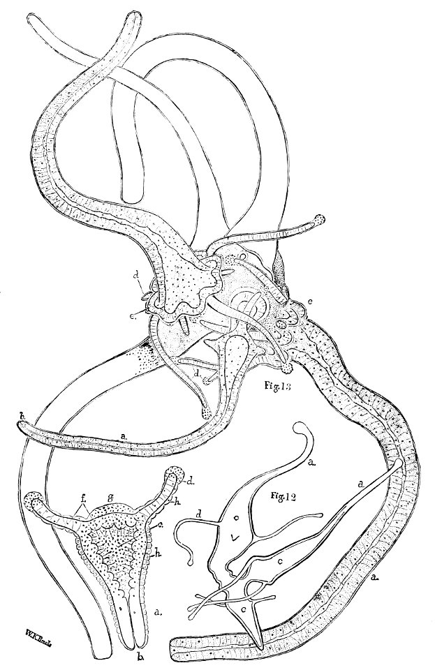 PSM V33 D763 Larvae of cunina and hydras transforming into medusae