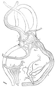 PSM V33 D763 Larvae of cunina and hydras transforming into medusae