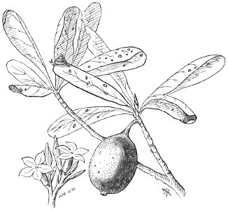 PSM V32 D338 Fruit and flowers of the seven year apple