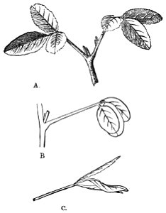 PSM V18 D522 Melilotus officinalis in durnal and nocturnal state