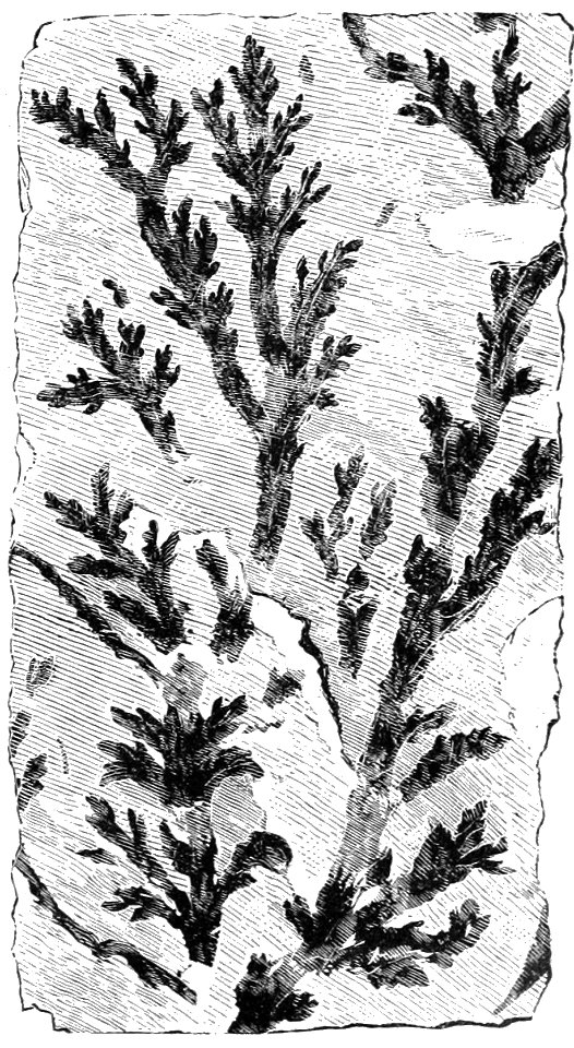 PSM V32 D811 Genuine alga from the silurian Buthotrephis grantii