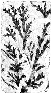 PSM V32 D811 Genuine alga from the silurian Buthotrephis grantii